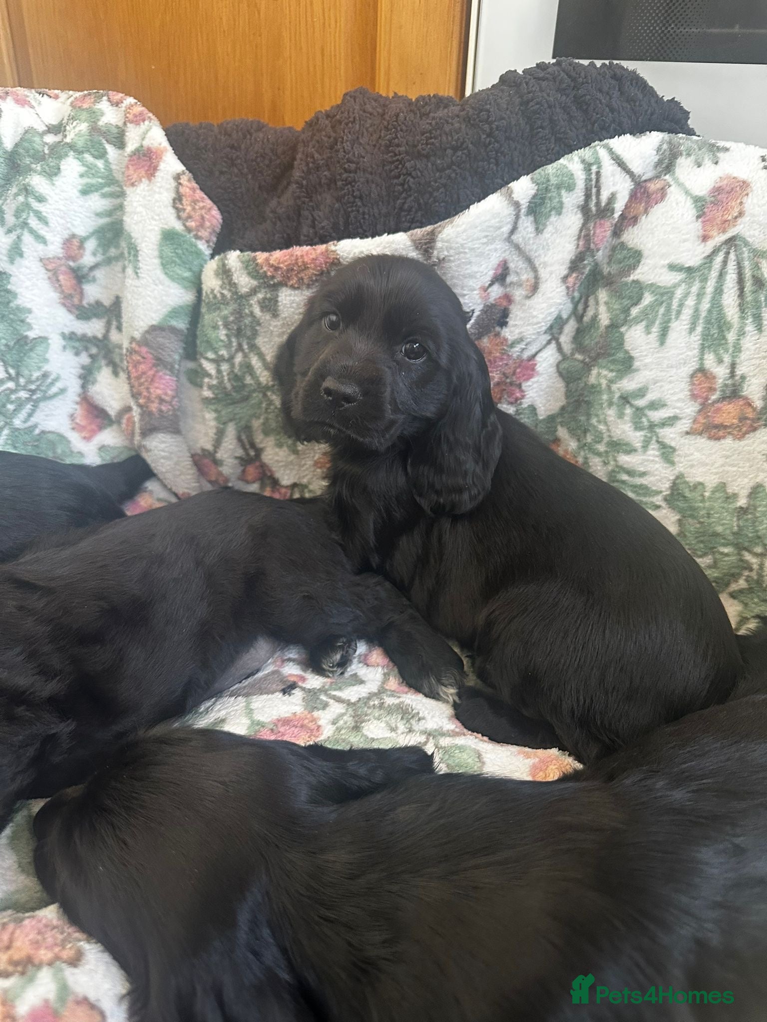 Cocker Spaniel dogs Beautiful black cocker spaniels girls for sale  - Advert 1