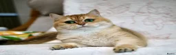 British Shorthair cats for sale: BSH Retired Queen, very young  - Advert 3