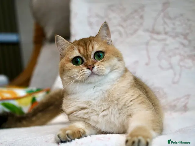 British Shorthair cats for sale: BSH Retired Queen, very young - Advert 21
