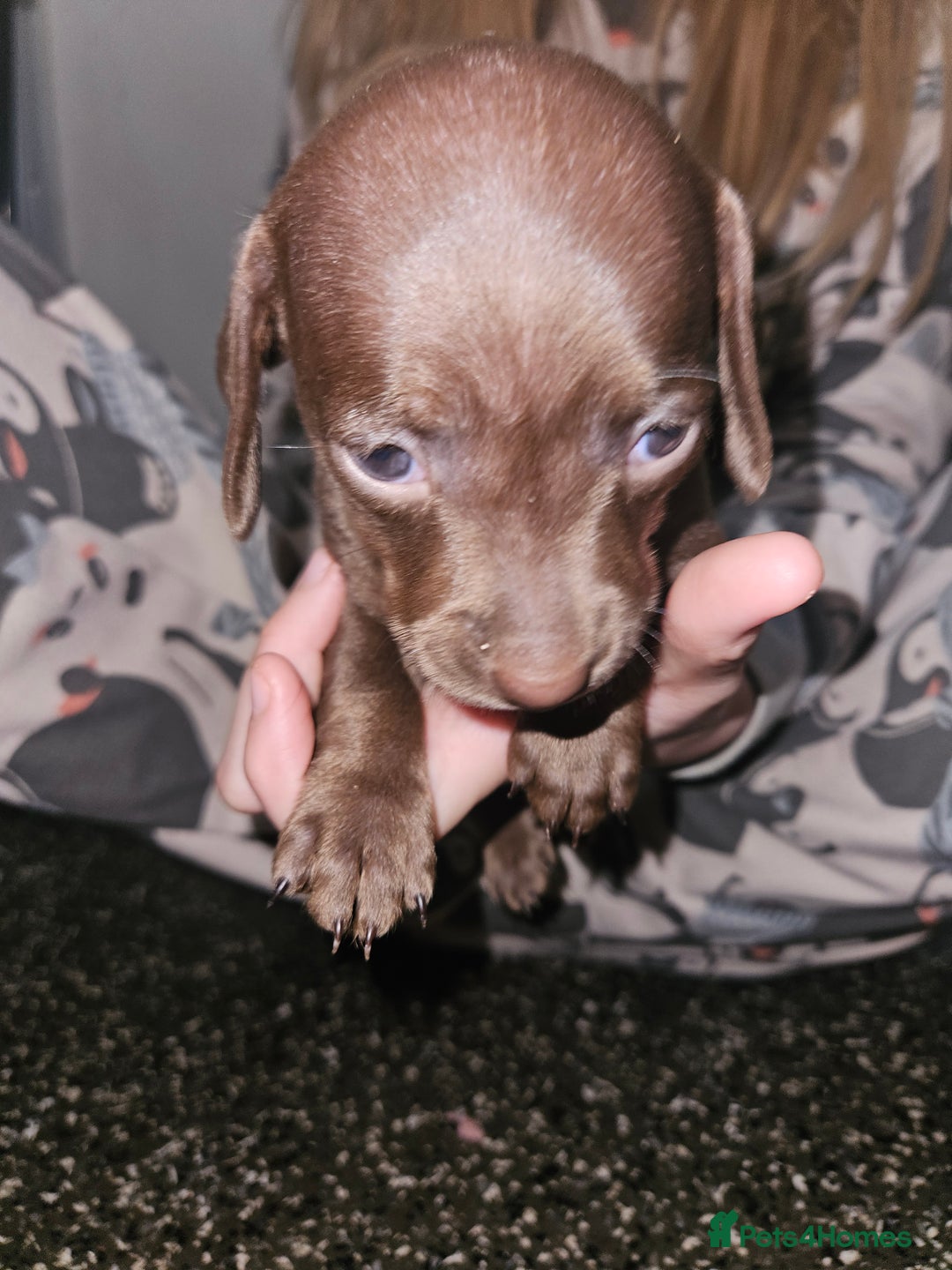 Mixed Breed dogs for sale: Pug x miniature dachshund *Only one left* - Image 9