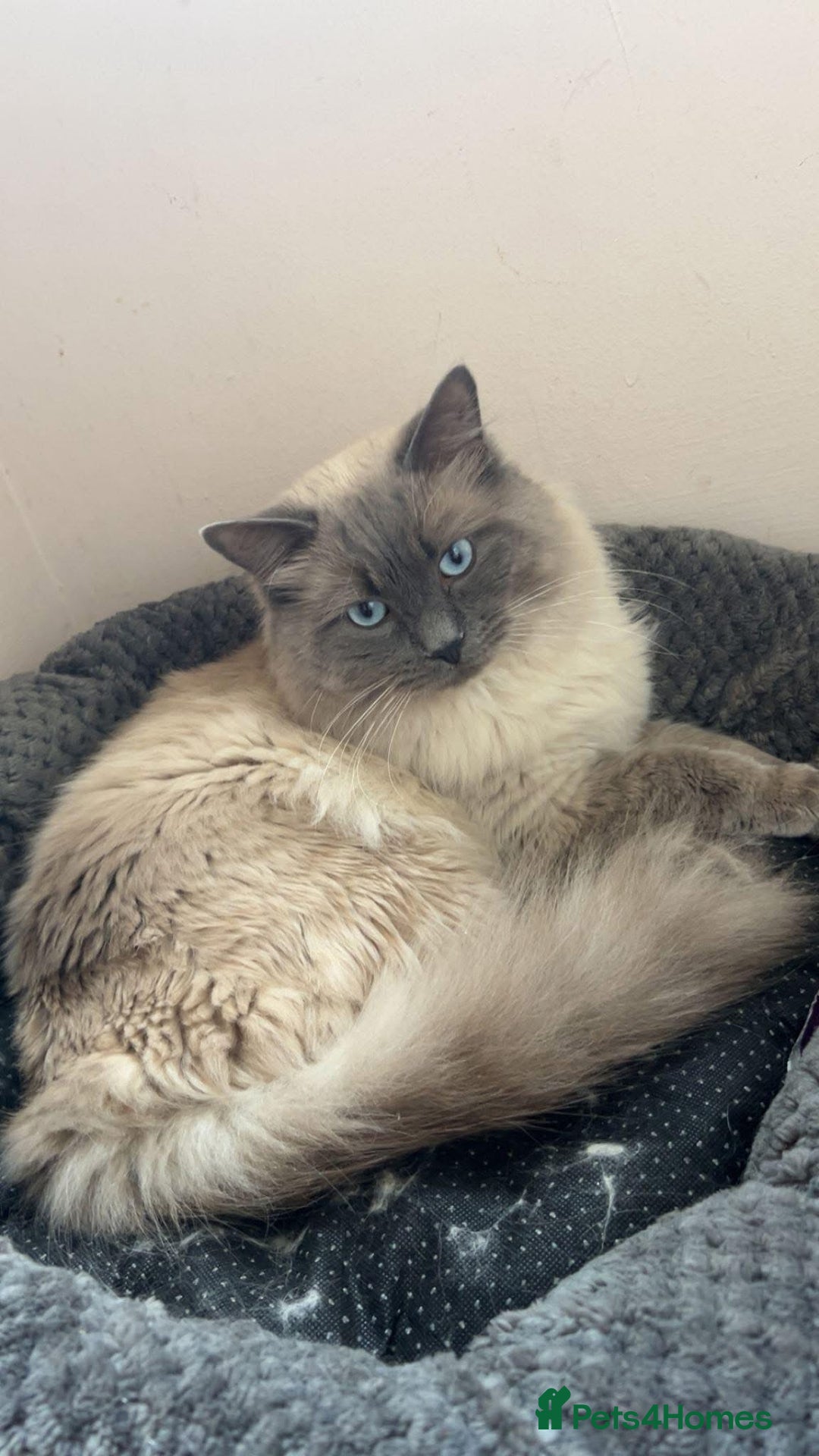 Ragdoll cats for sale: Beautiful 100% ragdoll kittens - Image 3