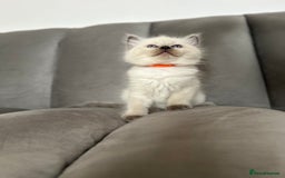 Ragdoll cats for sale: 😻 5 Beautiful Purebred Ragdoll Kittens 😻 - Image 13