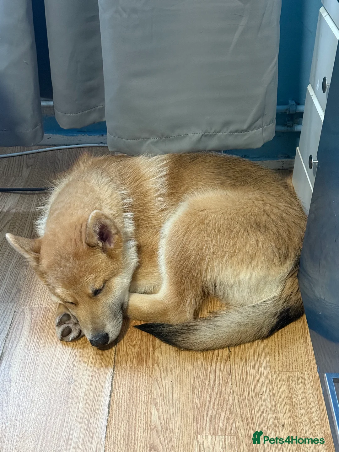 Akita dogs for sale: Czech wolf dog x Akita  boy puppy  - Advert 5