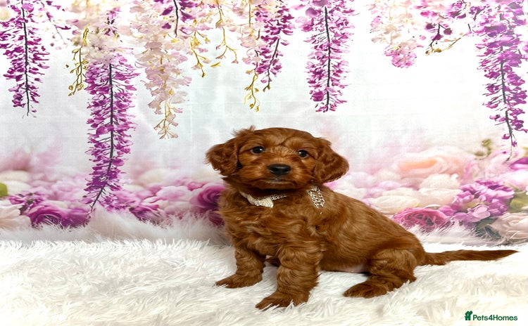 Cockapoo dogs - Advert 11