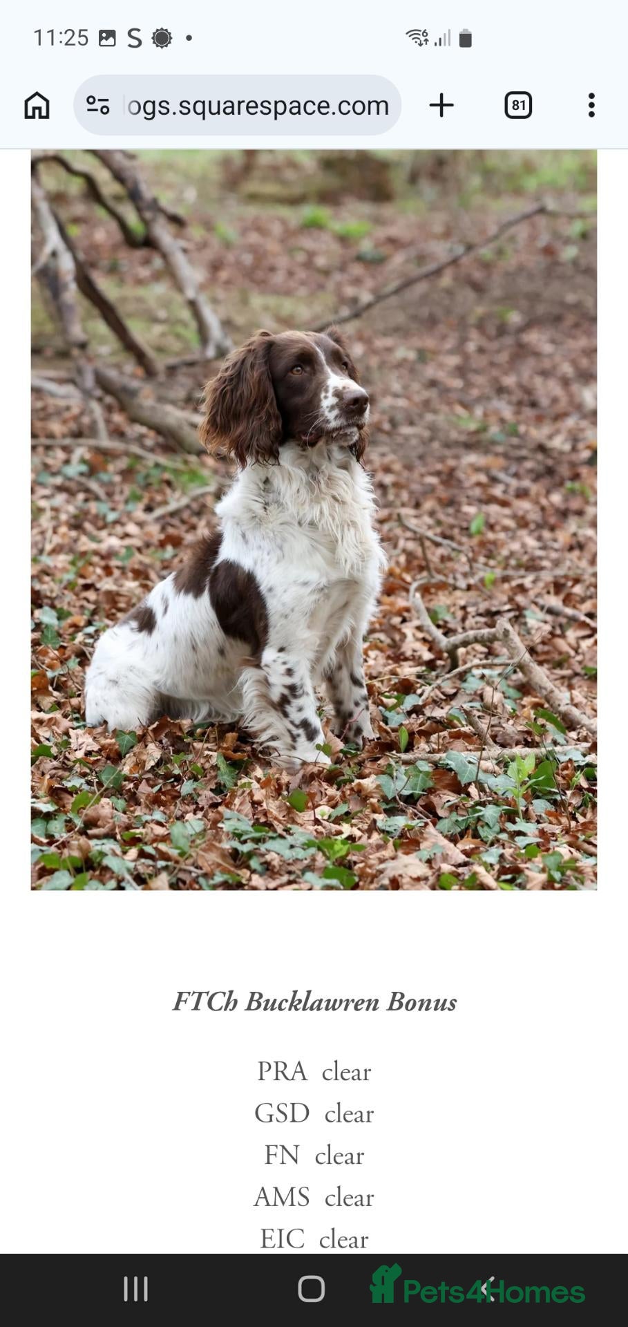 English Springer Spaniel dogs for sale: Beautiful springer spaniel puppies - Advert 1