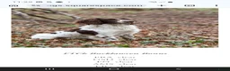English Springer Spaniel dogs for sale: Beautiful springer spaniel puppies - Advert 1