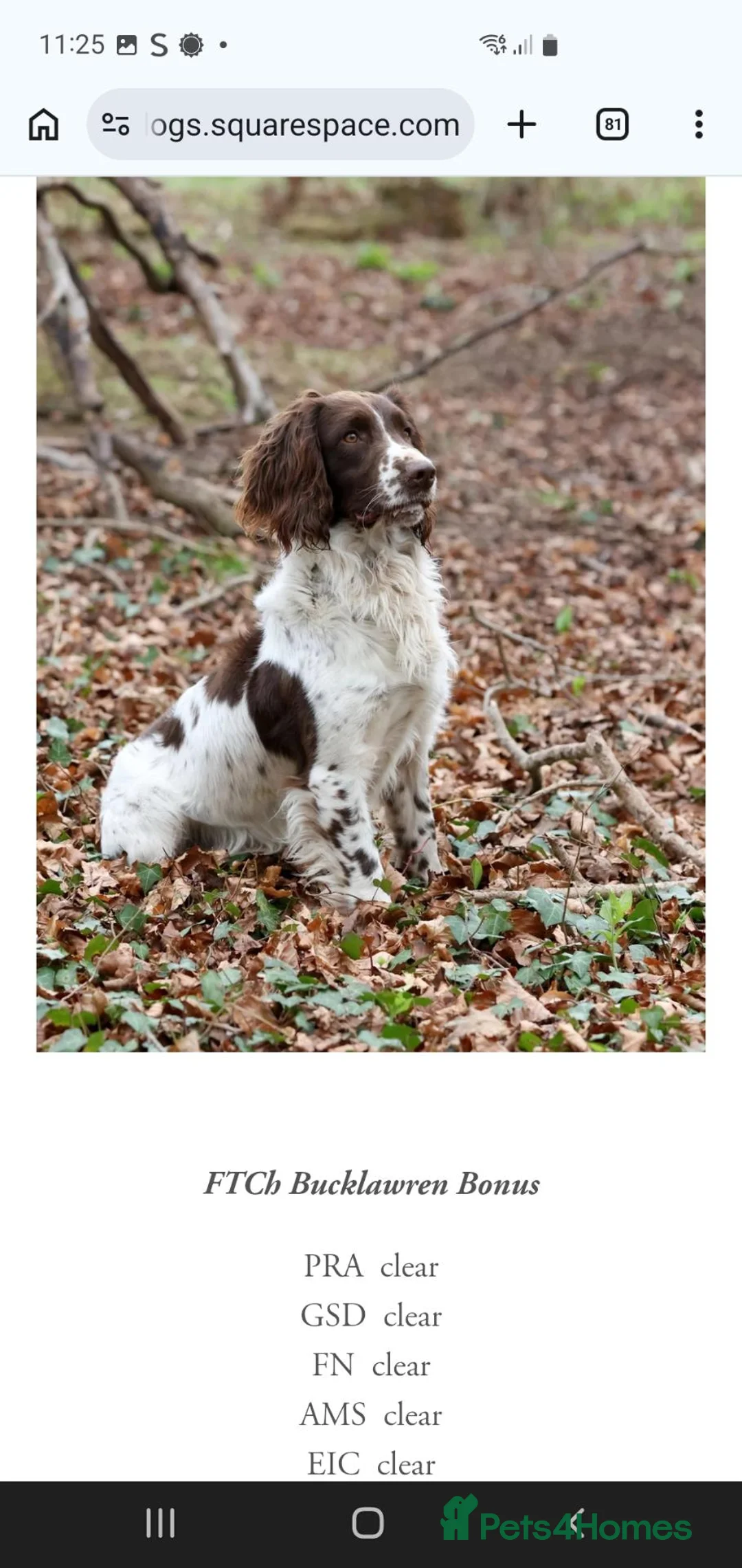 English Springer Spaniel dogs for sale: Beautiful springer spaniel puppies - Advert 1