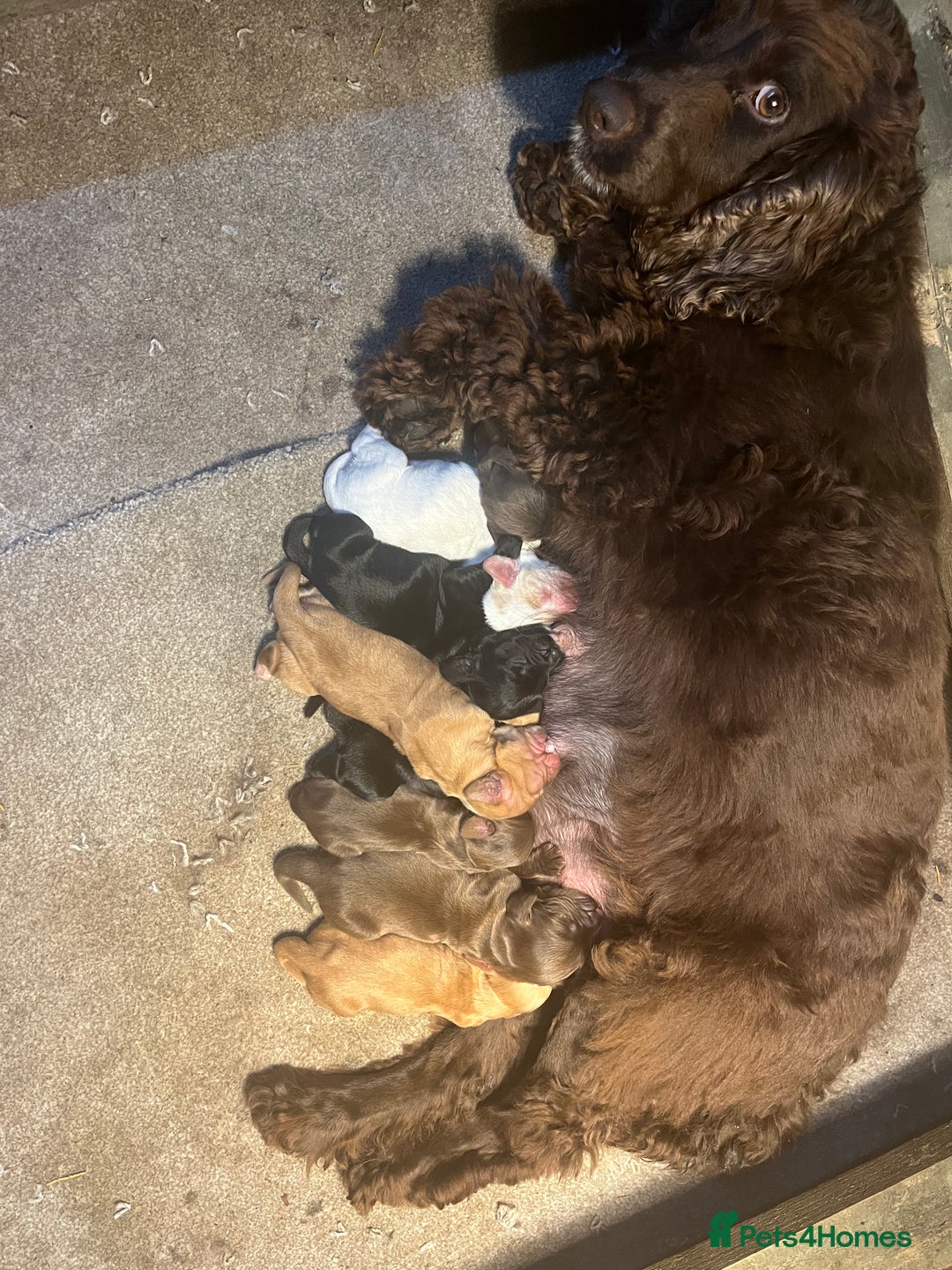 Cocker Spaniel dogs for sale: ⭐️Cocker spaniel puppies ready now ⭐️ - Image 20