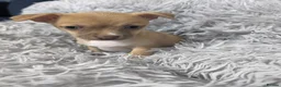 Chihuahua dogs for sale: Beautiful Chihuahua Puppies – 3 Girls & 1 Boy - Advert 20