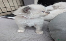 Ragdoll cats for sale: Ragdoll - home reared kittens - Image 23