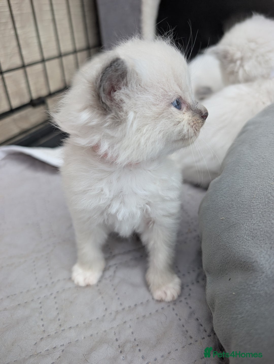 Ragdoll cats for sale: Ragdoll - home reared kittens - Image 23