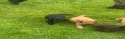 Cockapoo dogs for sale: Cockapoo Puppies - Advert 6