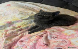 British Shorthair cats for sale: Male British shorthair kitten  - Image 14