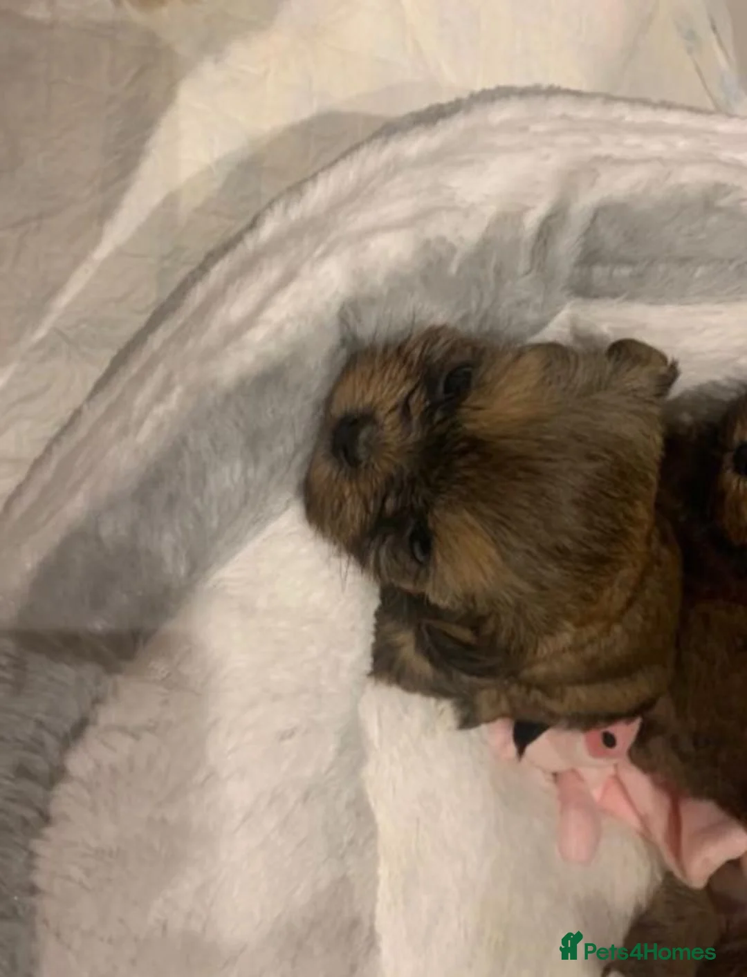 Shih Tzu dogs for sale:  Beautiful Shih Tzu Puppy – 1 Girl Available - Advert 2