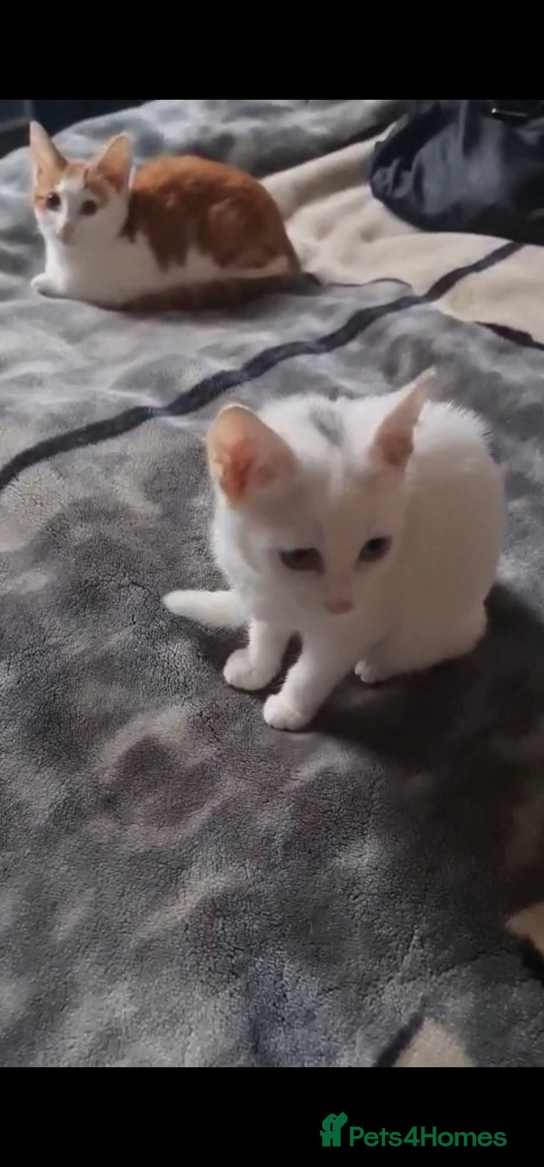 Mixed Breed cats for sale: Cute adorable kittens looking for forever homes  - Advert 4