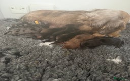 Miniature Dachshund dogs for sale: Miniature wire haired dachshund  - Image 7