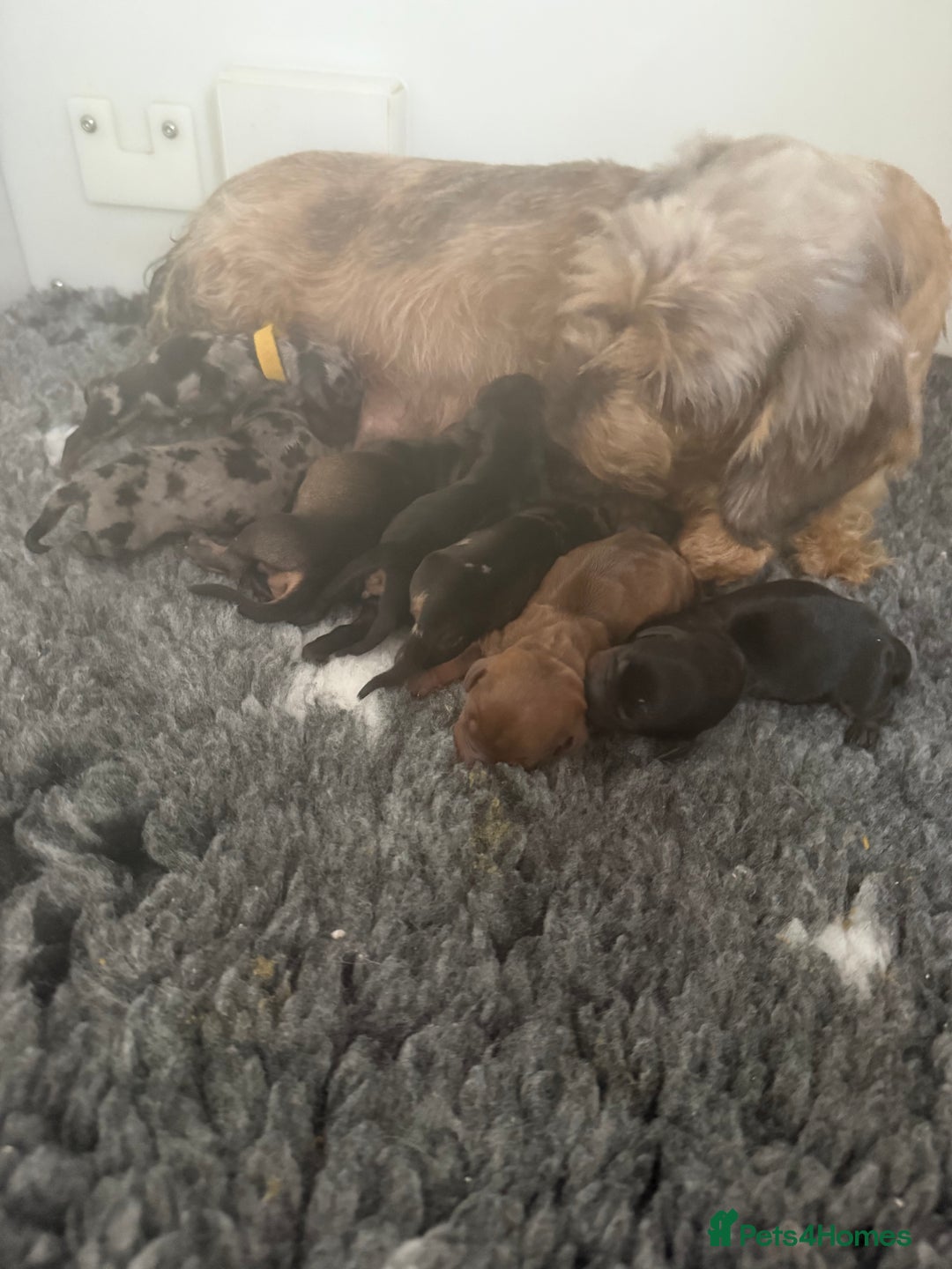 Miniature Dachshund dogs for sale: Miniature wire haired dachshund  - Image 7