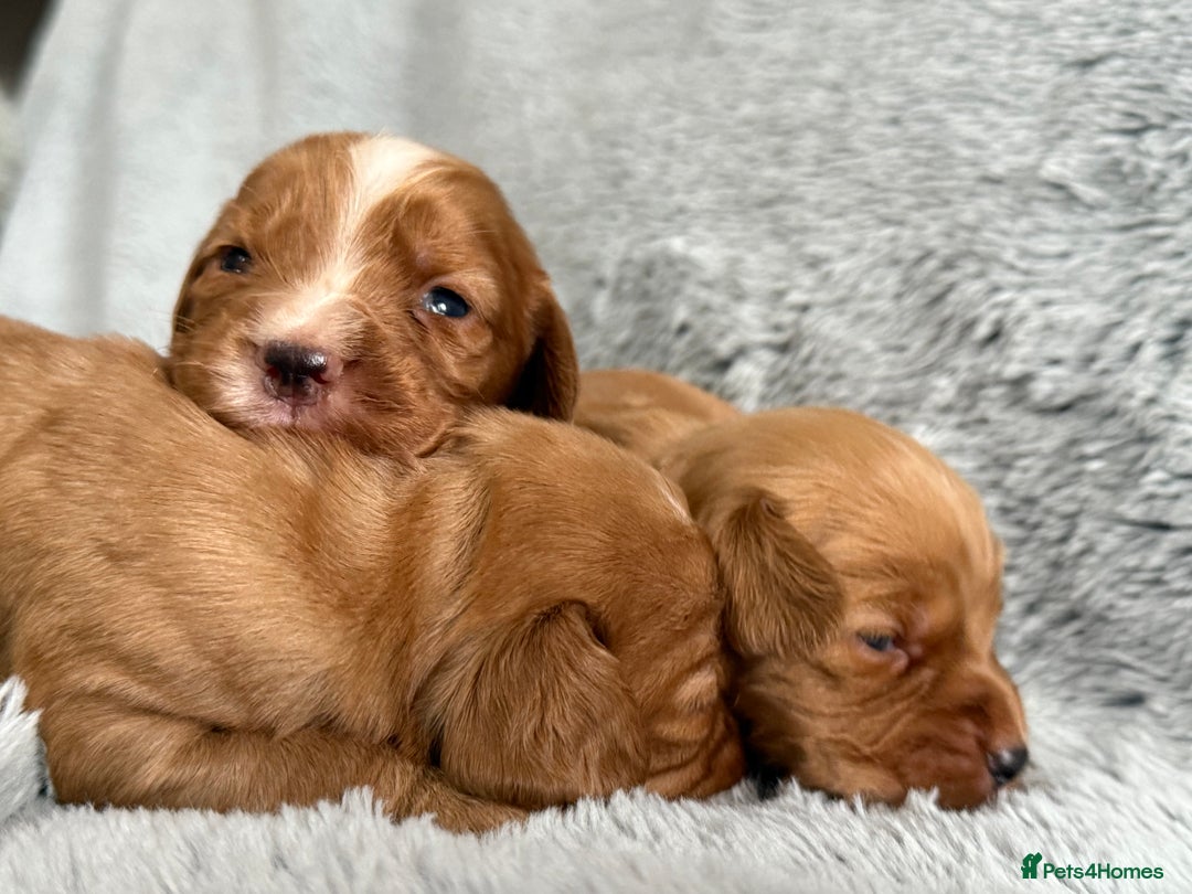 Cocker Spaniel dogs for sale: Gorgeous KC Working Cocker Spaniels- Health Tested - Image 11
