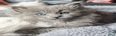 Ragcoon Kitten 2- Greybee