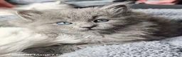 Ragcoon cats for sale: Ragdoll x maine coon kittens -bl&w boy & grey girl - Advert 5