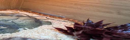 Corn Snake reptiles for sale: 2 cornsnakes full setup  in Ashton-under-Lyne - Advert 3