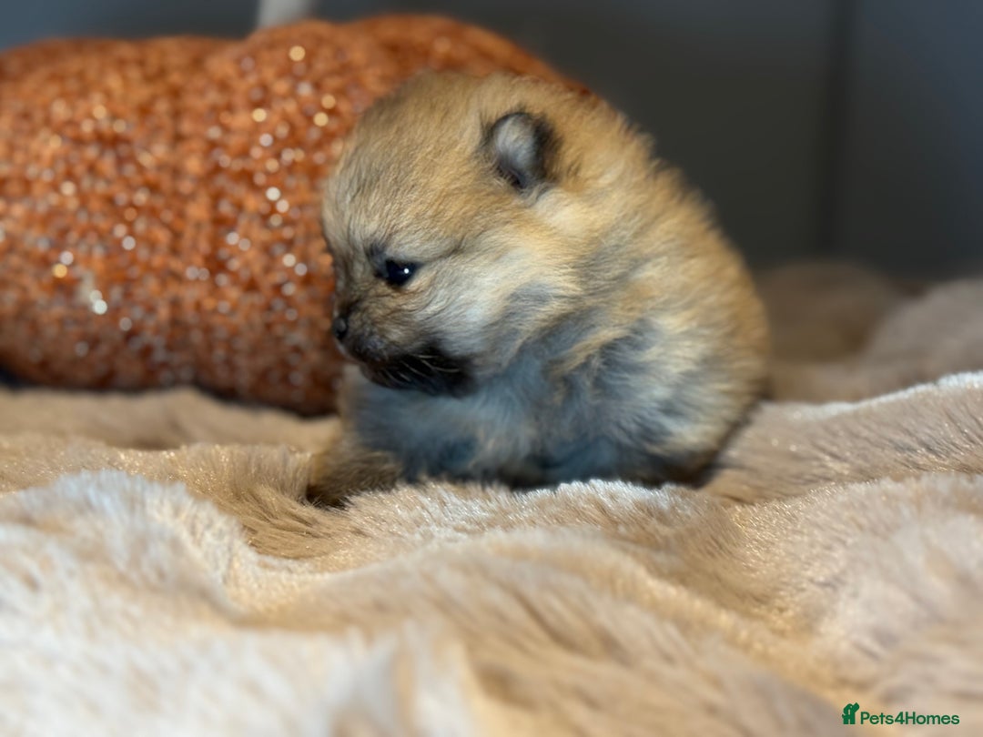 Pomeranian dogs for sale: Stunning Pomeranian  - Image 3