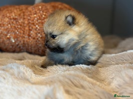 Pomeranian dogs - Advert 5
