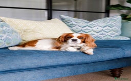 Cavalier King Charles Spaniel dogs for sale: KC Registered Cavalier King Charles, West Sussex - Image 3