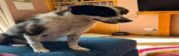 Mixed Breed dogs for adoption: Fabulous Florence - Advert 5