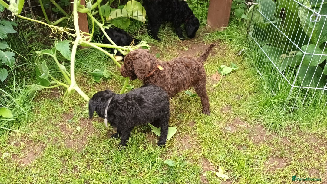 Labradoodle dogs for sale: F,1,B Standard labradoodles,READY FOR THERE HOMES  - Image 8