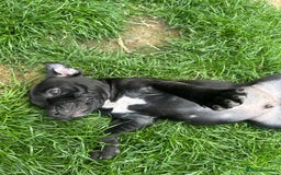 Staffordshire Bull Terrier dogs for sale: Champion Bred - Staffordshire Bull Terrier Puppies - Image 6