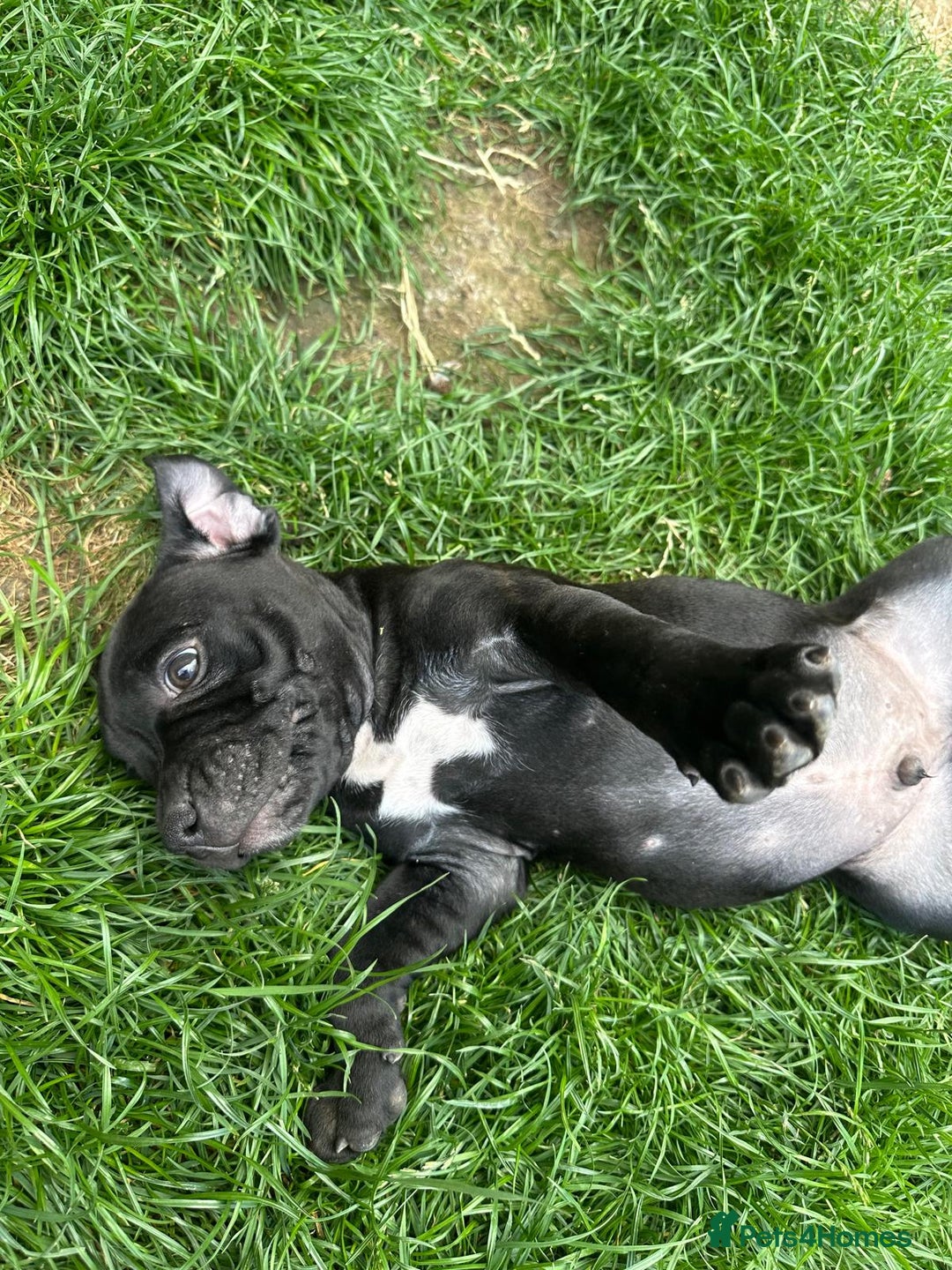 Staffordshire Bull Terrier dogs for sale: Champion Bred - Staffordshire Bull Terrier Puppies - Image 6
