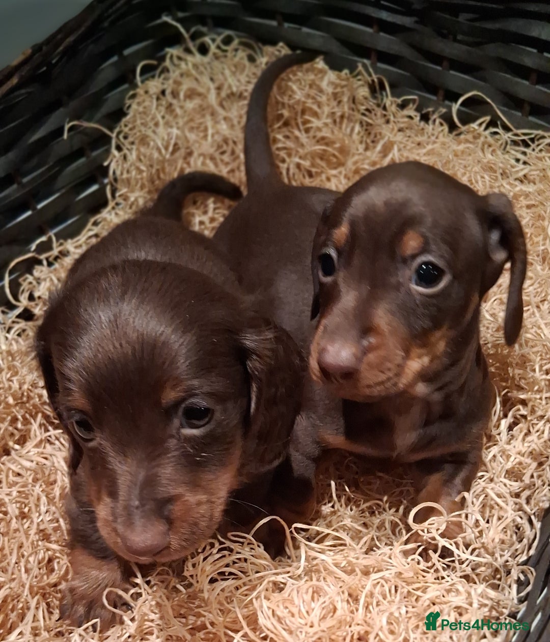 Miniature Dachshund dogs for sale: MINIATURE DASCHUND BOYS  - Advert 5