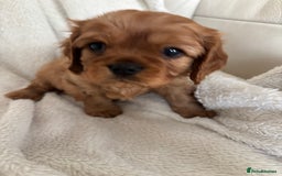 Cavalier King Charles Spaniel dogs for sale: KC Cavalier King Charles spaniel  - Image 7