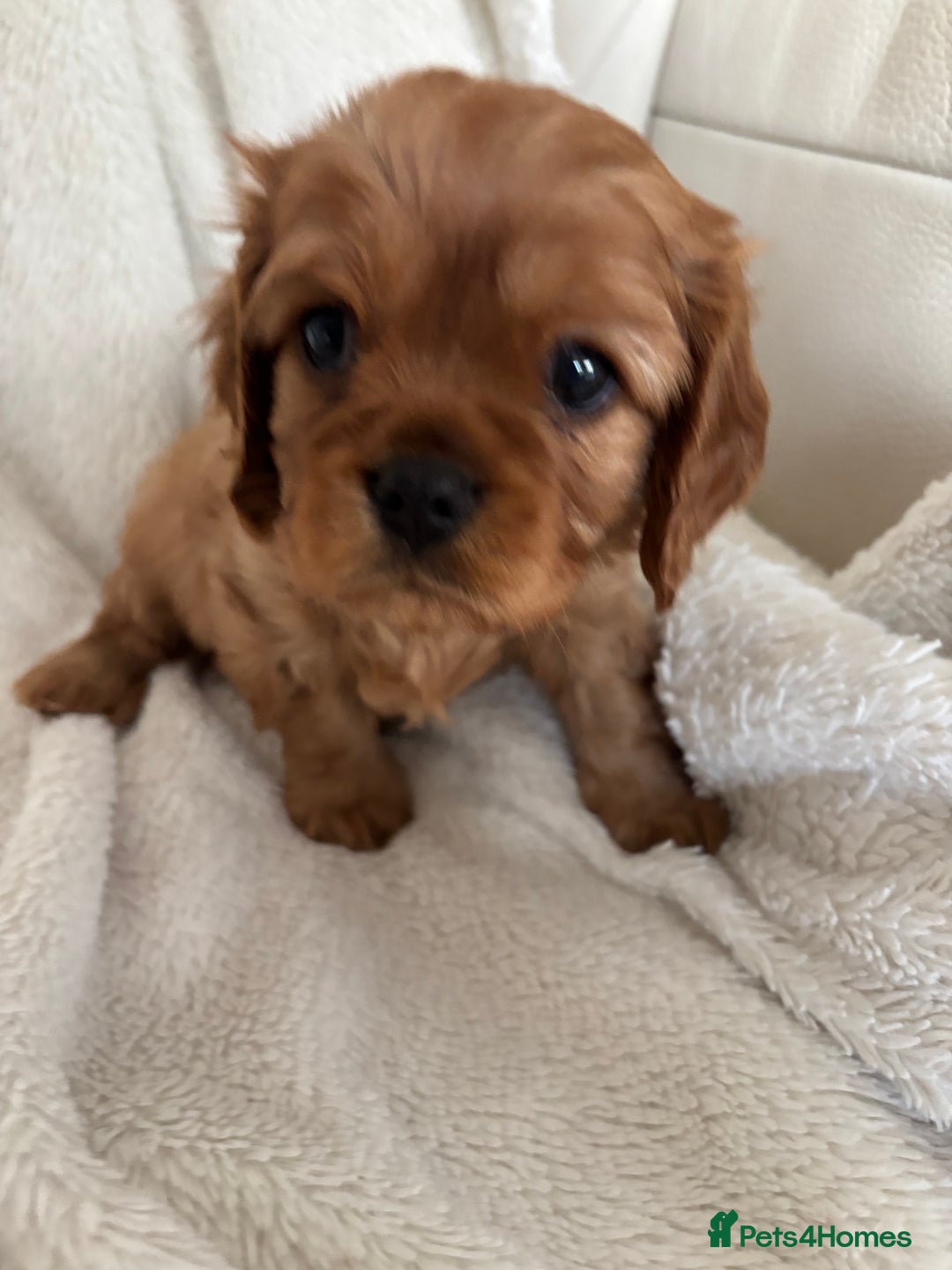 Cavalier King Charles Spaniel dogs for sale: KC Cavalier King Charles spaniel  - Image 7
