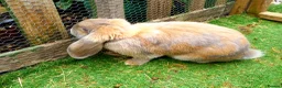 French Lop rabbits for sale: Beautiful female French Lop - Advert 6