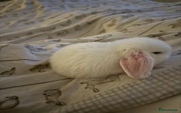 Mini Lop rabbits for sale: Gorgeous Mini Lops  - Image 4