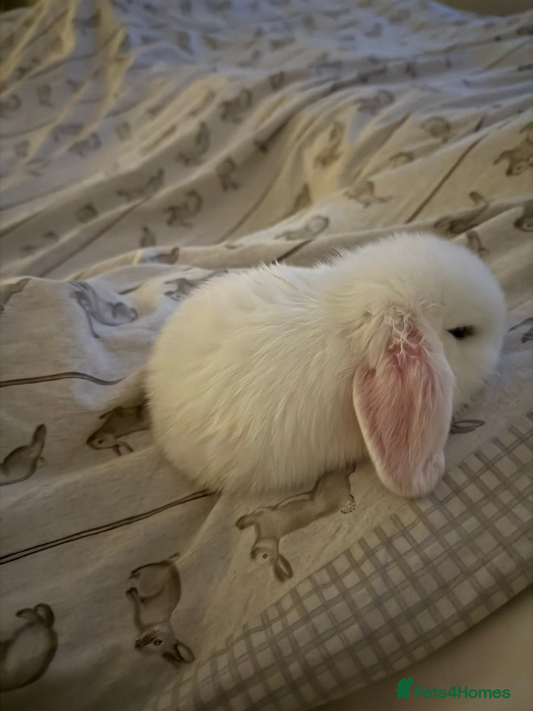 Mini Lop rabbits for sale: Gorgeous Mini Lops  - Image 4