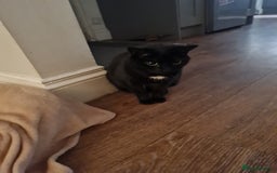 British Shorthair cats for sale: Timid female cat looking for a quiet home - Image 1