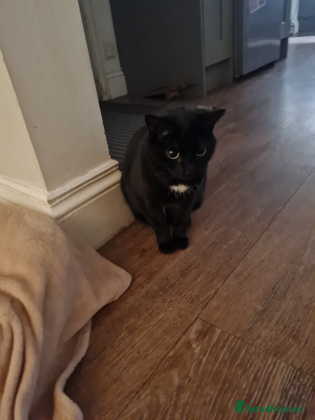 British Shorthair cats for sale: Timid female cat looking for a quiet home - Image 1
