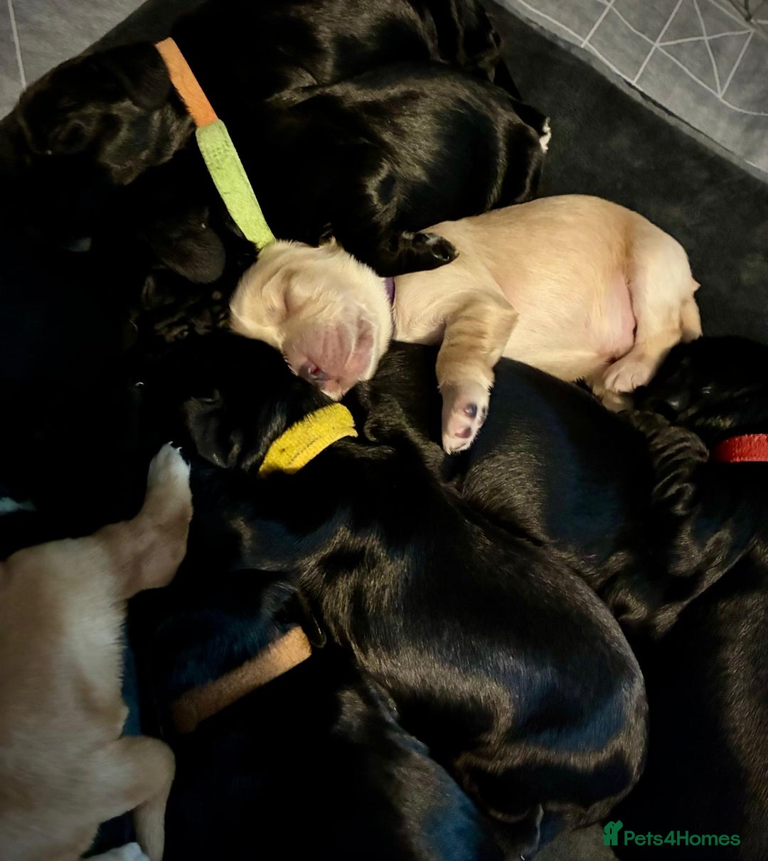 Sprocker dogs for sale: 9 gorgeous Sprocker pups - Image 7