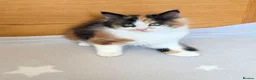 Mixed Breed cats for sale: Beautiful mixed breed kittens  in Cleator Moor - Advert 5