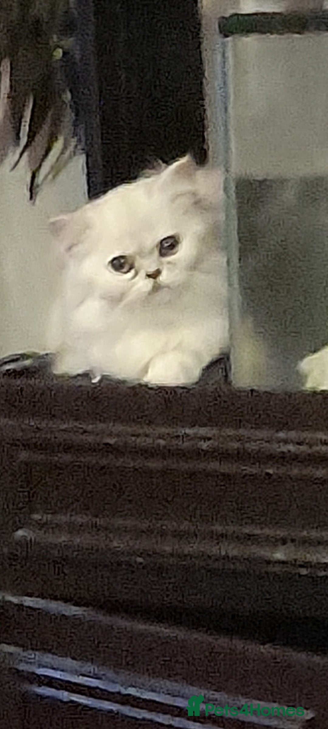 Persian cats for sale: Exceptional quality chinchilla persian kittens  - Advert 5