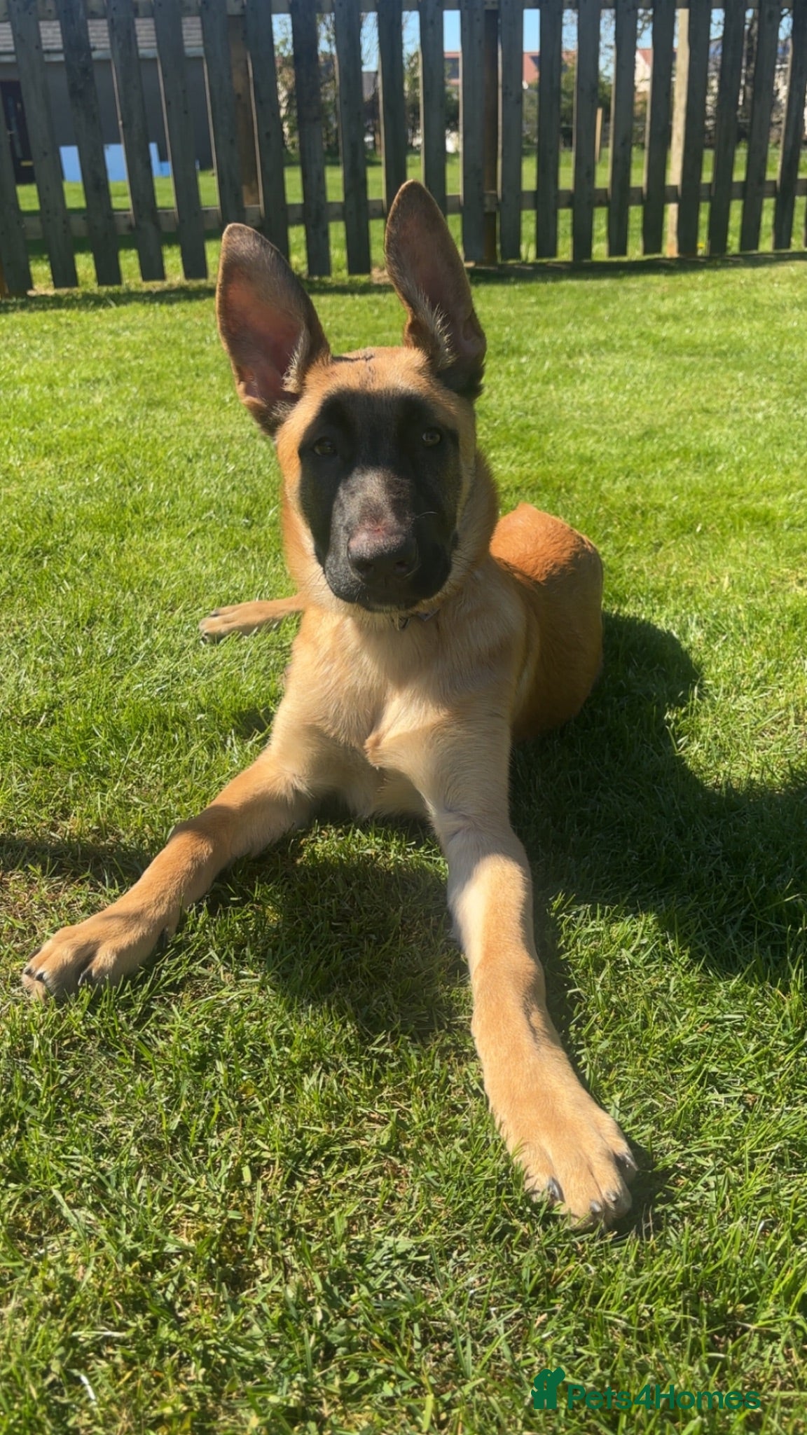 Belgian Shepherd Dog dogs Belgian mal - Advert 9