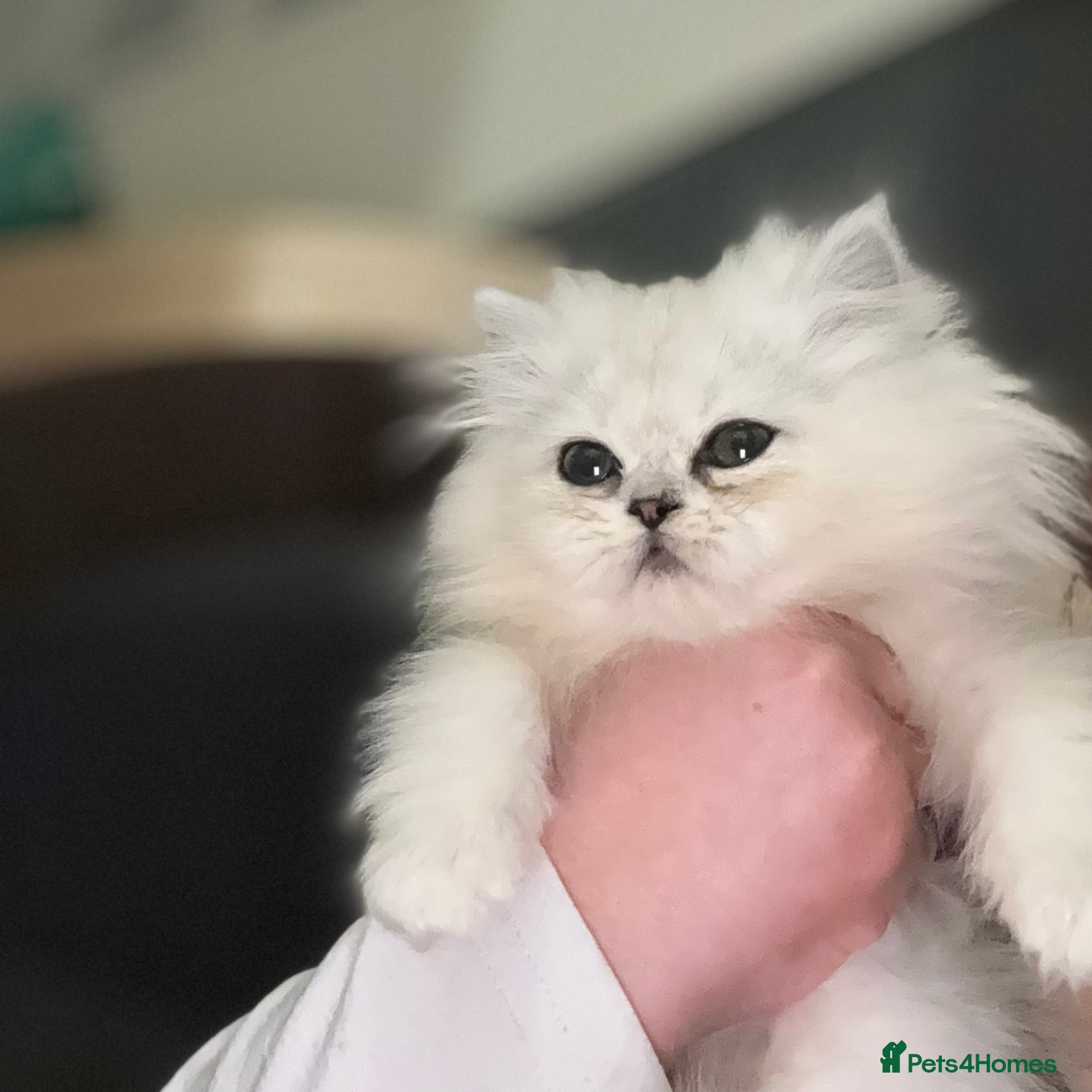 Persian cats Only 2 doll face silver tipped Persian chinchilla - Advert 6