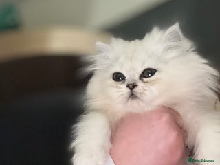Persian cats Only 2 doll face silver tipped Persian chinchilla - Advert 6
