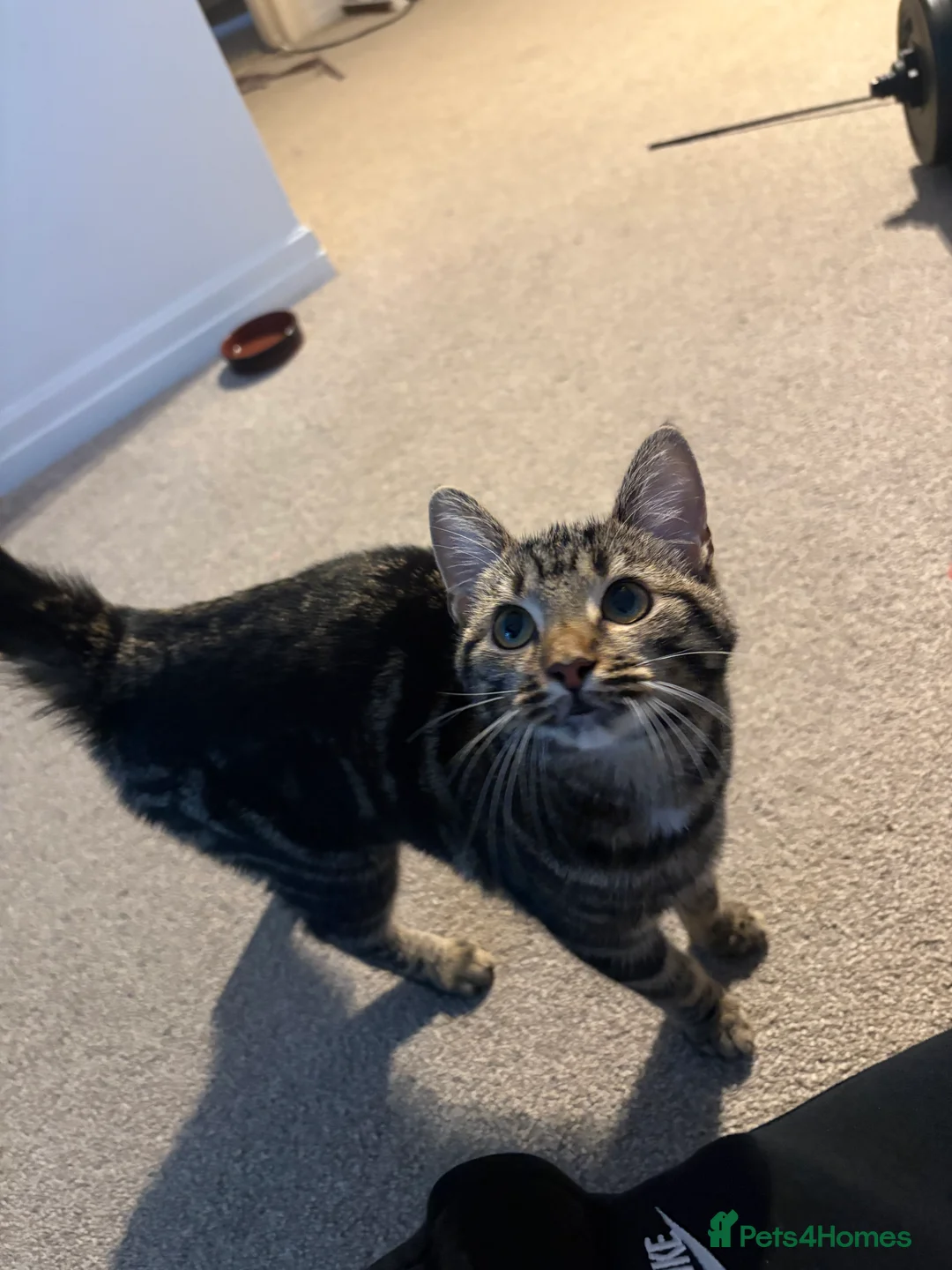 Domestic Shorthair cats for sale: URGENT REHOME for 2 beautiful cats -price for both - Advert 3