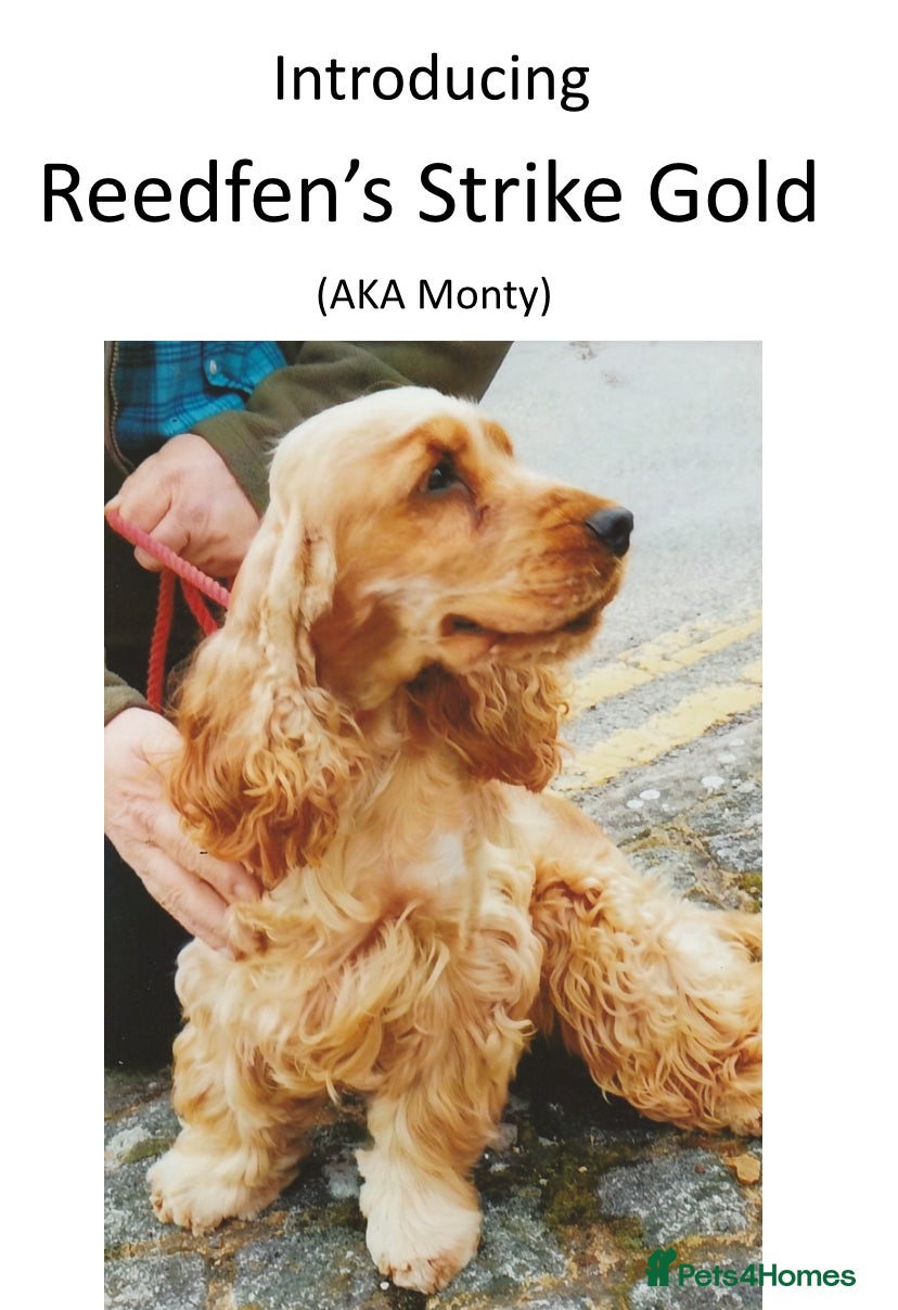 Cocker Spaniel dogs Outstanding Show Cocker Spaniels KC Reg - Advert 2