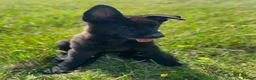 German Shepherd dogs for sale: Working-Line German Shepherd Puppies - Cornwall - Advert 12
