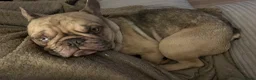 French Bulldog dogs for sale: Male French Bulldog - Advert 5